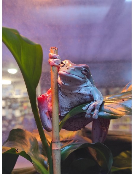 LITORIA CAERULEA NACIDA EN CAUTIVIDAD