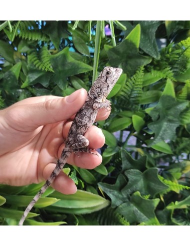 CHLAMYDOSAURUS KINGII joven