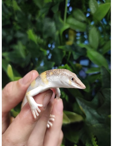 SCINCUS SCINCUS - PEZ DE ARENA