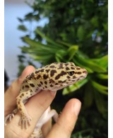 EUBLEPHARIS MACULARIS BABY