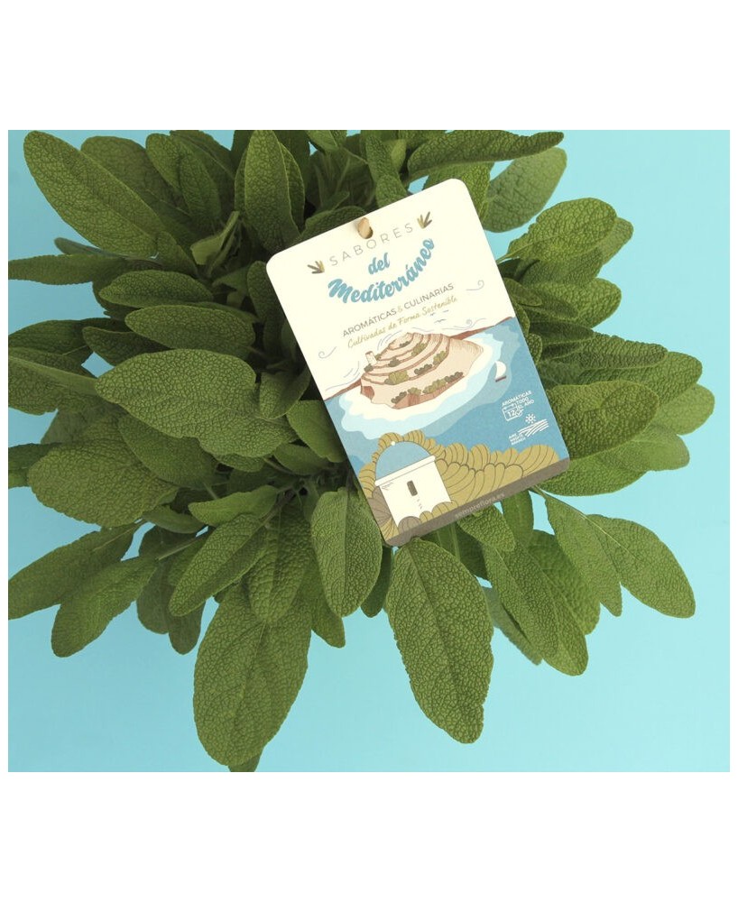 SALVIA OFFICINALIS M13
