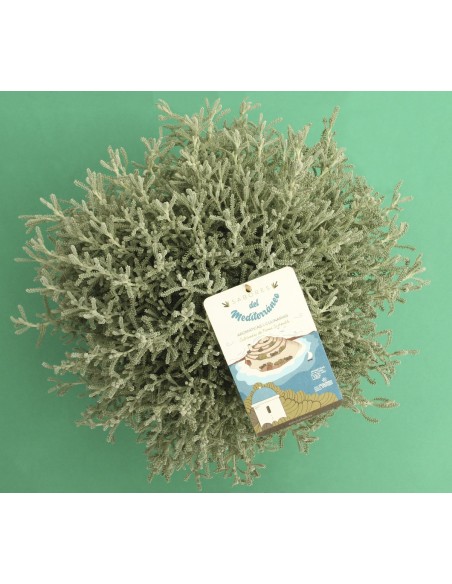 SANTOLINA CHAMAECYPARISSSUS M17