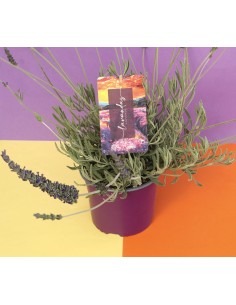 Lavanda Híbrida Goodwin M17 | Flor Morada Resistente  Endanea

