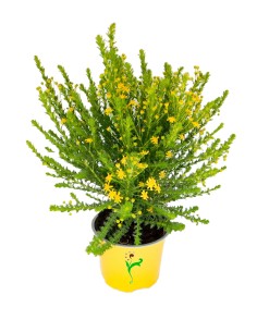 EURYOPS VIRGINEUS M14