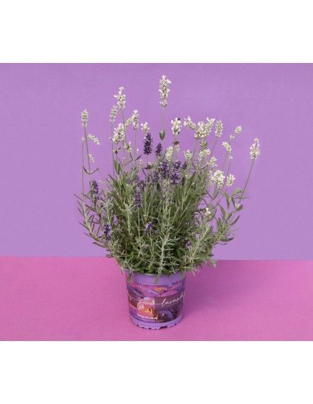 Lavanda Angustifolia | Lavanda Inglesa Aromática y Resistente para Jardín

