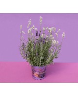 Lavanda Angustifolia | Lavanda Inglesa Aromática y Resistente para Jardín

