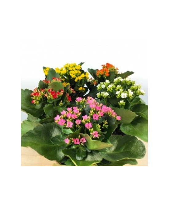 Kalanchoe Blossfeldiana  Planta suculenta con flores coloridas y fácil cuidado

