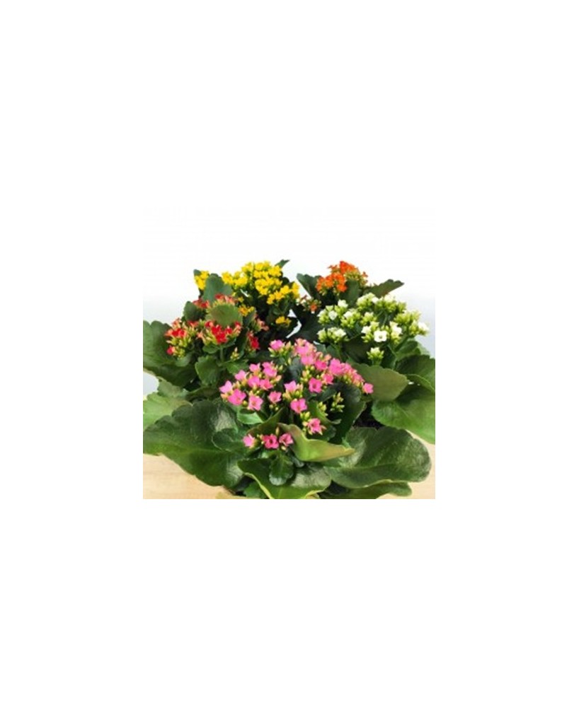 Kalanchoe Blossfeldiana  Planta suculenta con flores coloridas y fácil cuidado

