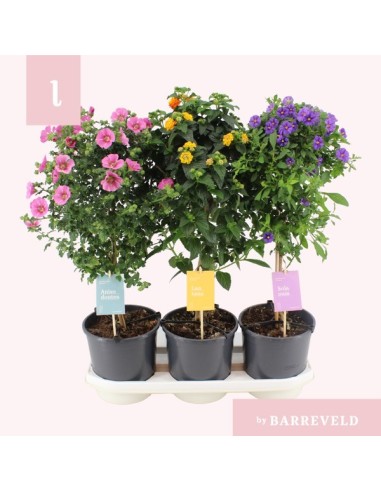 PLATIO PLANTS MIX M19CM