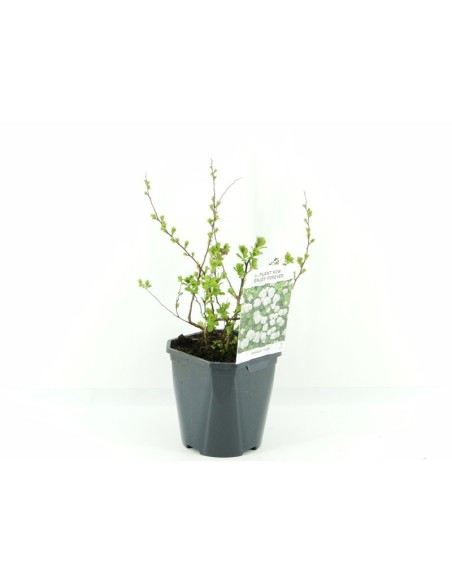 Spiraea Endanea Garden  Planta Ornamental con Flores Vibrantes y Follaje Colorido

