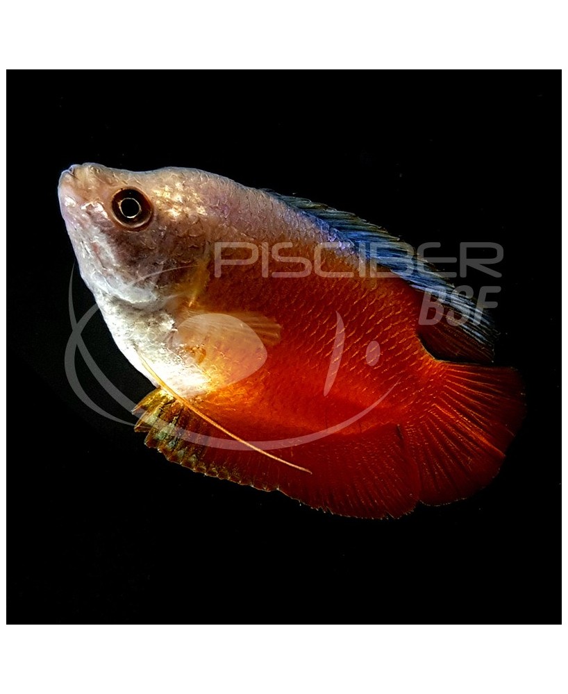 COLISA LALIA ROJA SUNSET MACHO 4-5CM