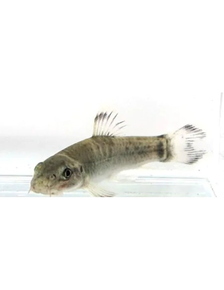 GARRA FLAVATRA PANDA 2.5-3CM