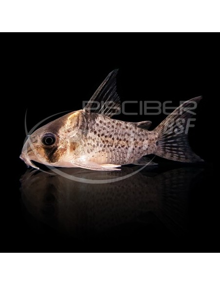 CORYDORAS PUNCTATUS