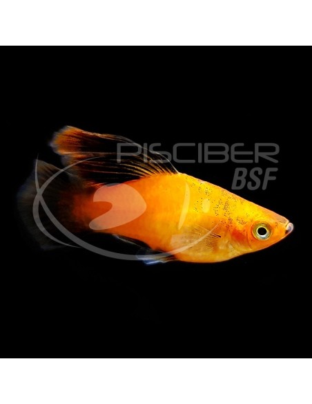 PLATY SUNSET HI FIN 3-3.5CM
