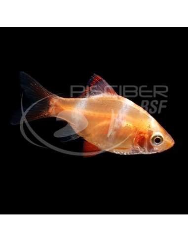 BARBO TETRAZONA BALON 2.5-3CM