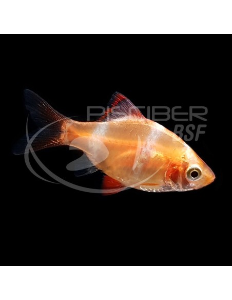 BARBO TETRAZONA BALON 2.5-3CM