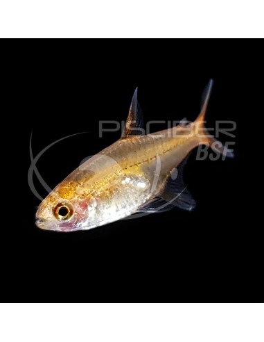 TETRA ORO SALVAJE 1.5-2CM