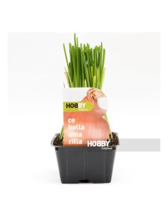 CEBOLLA AMARILLA PACK 50