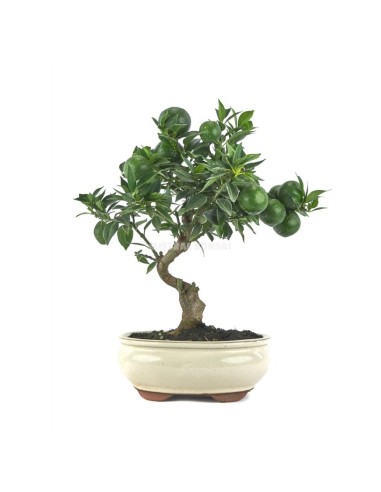 Bonsái Citrus Myrtifolia Mistral 12 años | Naranjo Amargo Compacto | Endanea Garden

