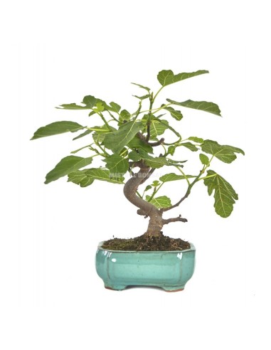 Bonsái Ficus Carica Mistral de 8 Años: Elegancia Mediterránea para tu Hogar | Endanea Garden

