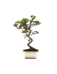 Bonsái Malus Mistral 8 años  Manzano ornamental con flores y frutos decorativos

