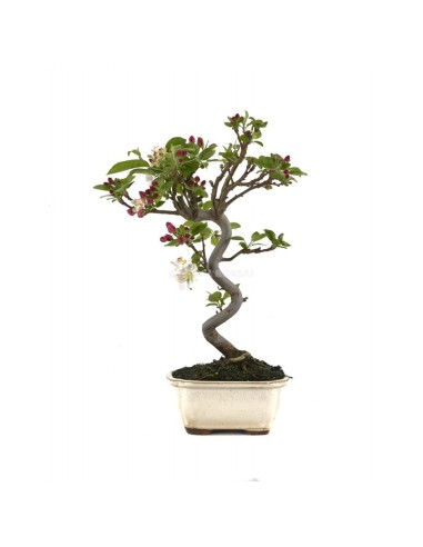 Bonsái Malus Mistral 8 años  Manzano ornamental con flores y frutos decorativos

