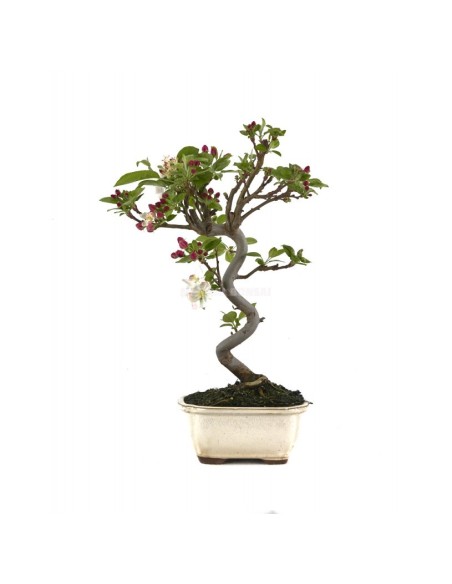 Bonsái Malus Mistral 8 años  Manzano ornamental con flores y frutos decorativos

