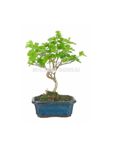 Bonsái Morus sp. de 7 Años (Morera) | Elegancia Natural para tu Espacio | Endanea Garden

