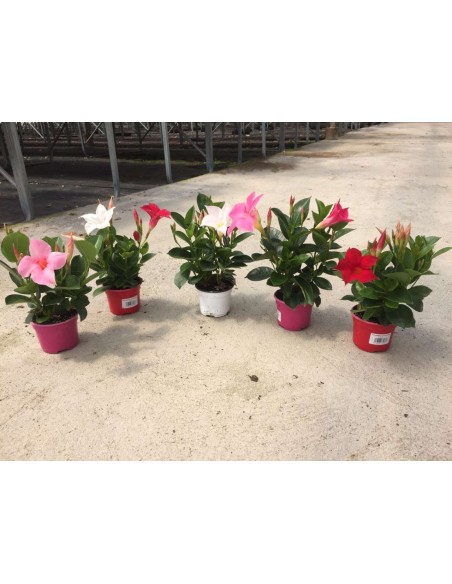 DIPLADENIA COLLECCION C 07 ARBUSTIVA