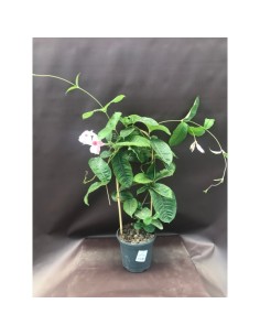 DIPLADEMIA AMABILIS M24