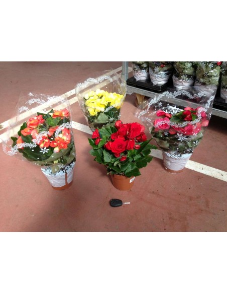 BEGONIA MIX