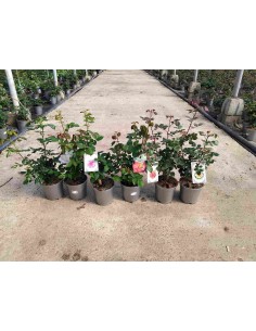 Rosal Perfumado  Flores Aromáticas y Elegantes para Jardín | Endanea Garden

