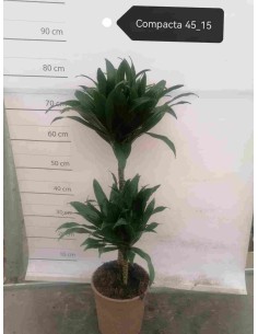 DRACAENA compacta
