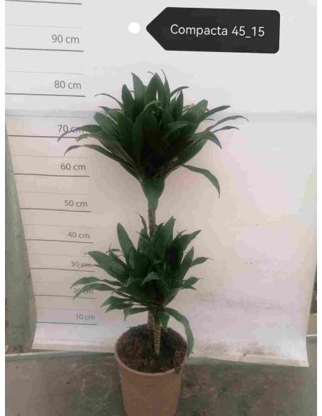 DRACAENA compacta