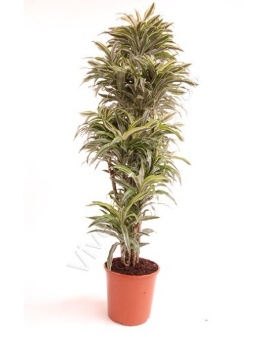 DRACAENA SUNCHINE