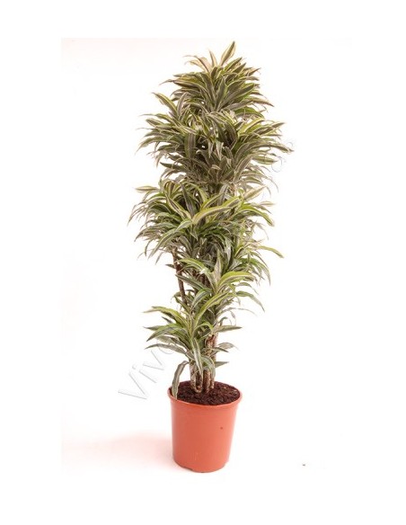 DRACAENA SUNCHINE