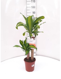 DRACENA MASSANGEANA  M22