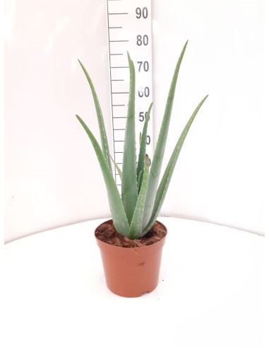 ALOE VERA M17