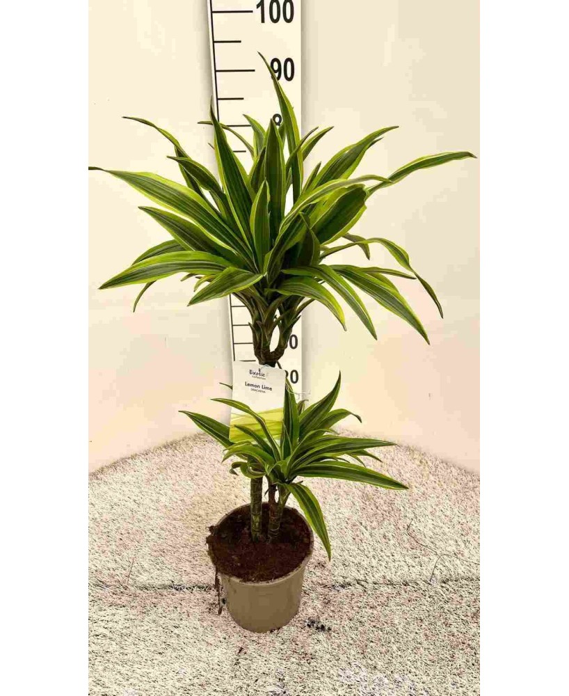 DRACENA LEMON LIME 1.60M