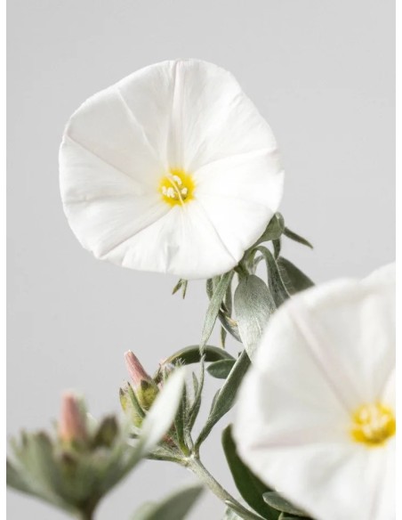 Convolvulus planta ornamental con flores vibrantes | Fácil cuidado y decoración  Endanea Garden

