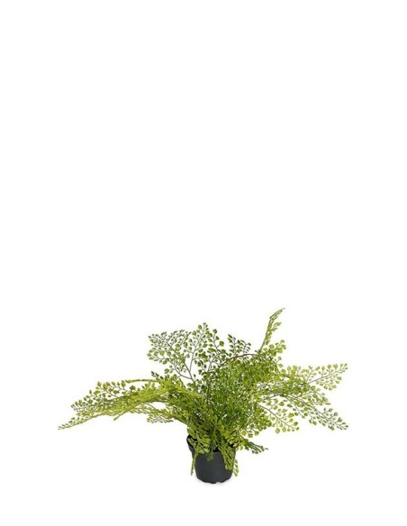ADIANTUM 30X25