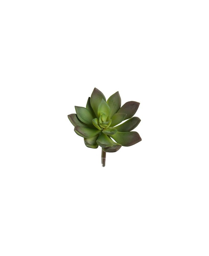 ECHEVERIA 10X7