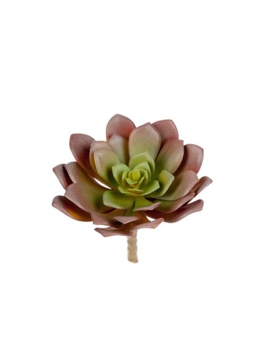 SUCCULENT