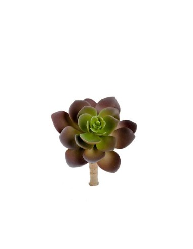 SUCCULENTEN