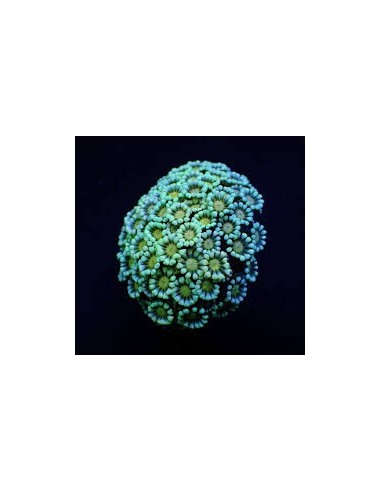 ALVEOPORA SPP FRAG