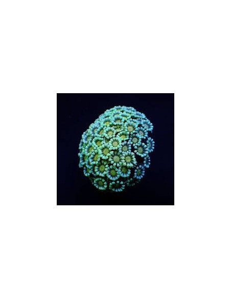 ALVEOPORA SPP FRAG