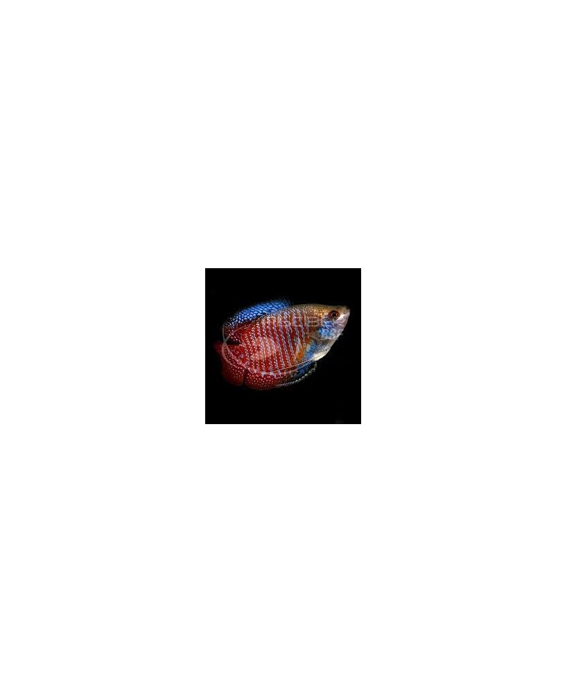COLISA LALIA MACHO 4-5CM