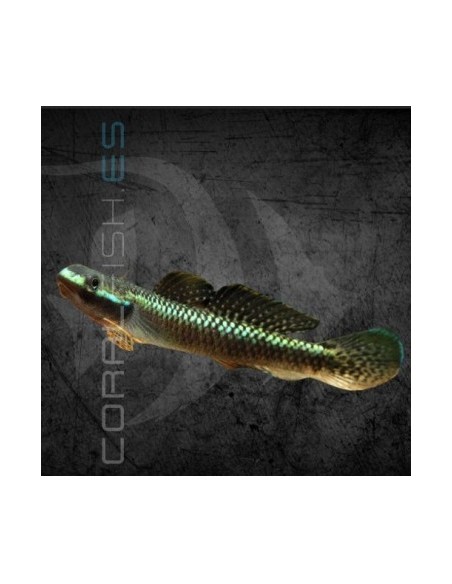 GOBIO AZUL 3-3.5CM