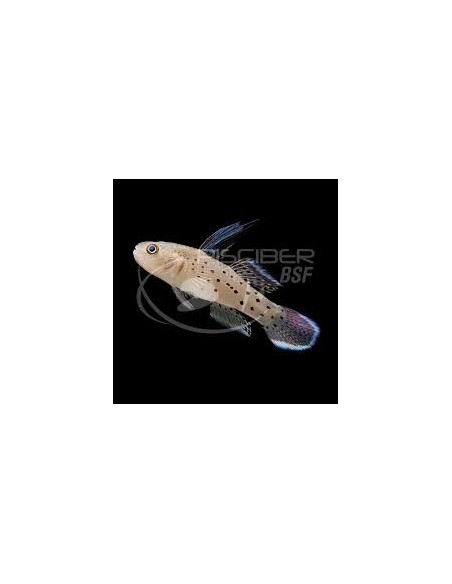 GOBIO CABALLERO  5-7CM