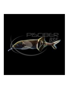 ELEFANTE  6-12CM - GNATHONEMUS PETERSI